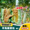 Croissant Relleno de Melón Semillas de Melón Croissant Crujiente Grande Fruta Semillas de Melón Todo el Año Balcón Huerto de Frutas Verduras