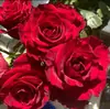 Plántulas de Flor de Rosa Roja Glory de una Pieza Envío Directo Rosas Florecientes Todo el Año Florales en Maceta Plantas Trepadoras Plántulas Plantas Verdes