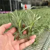 Venda Direta da Fábrica Orquídea do Ar Planta Aérea Planta Sem Solo Vermelho Amarelo Verde Elfo Barba de Velho Medusa Atacado
