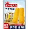 2025 Maíz Amarillo Auténtico de Noreste Heilongjiang, Fresco Empacado al Vacío, Dulce, Blanco, Pegajoso, Bajo en Grasa