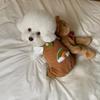 Roupas de Cachorro Estilo Ins Japonês e Coreano para Outono e Inverno, Macacão de Veludo Cotelê Arco-Íris para Cães Pequenos e Médios, Roupas para Pets