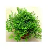 Peônia, Clorofito, Rabanete Verde, Hera, Planta de Contas de Buda em Forma de Coração com Borda Dourada, Clorofito, Plantas de Flores em Vaso para Varanda Interna, Frete Grátis