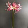 Bianhua Orquídea de Viento y Lluvia Accesorios para el Hogar Decoración de Sala Modelo Utilería para Fotografía de Bodas Fotografía de Paisaje Flores de Simulación