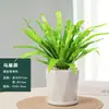 Helecho Nido de Pájaro en Maceta - Planta Pequeña Purificadora de Aire para Interiores, para Oficina, Perenne y Fácil de Mantener, Planta Verde Tolerante a la Sombra