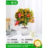 Mudas Pequenas de Limão Laranja Verde de Hainan Mudas de Semente de Limão Kumquat Em Vasos Sala de Estar Interna Varanda Árvore Frutífera Mudas de Frutas o Ano Todo