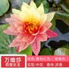 Planta hidropónica de nenúfar con envío directo, loto cultivado en agua durante todo el año, flor de loto en maceta, estanque de agua, nenúfar grande, raíz.