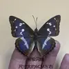 Venta Directa al Por Mayor de Fábrica de Especímenes Reales de Mariposas con Alas Extendidas, Diversos Insectos y Escarabajos, Accesorios para Fotos, Educación Científica, Especímenes Naturales