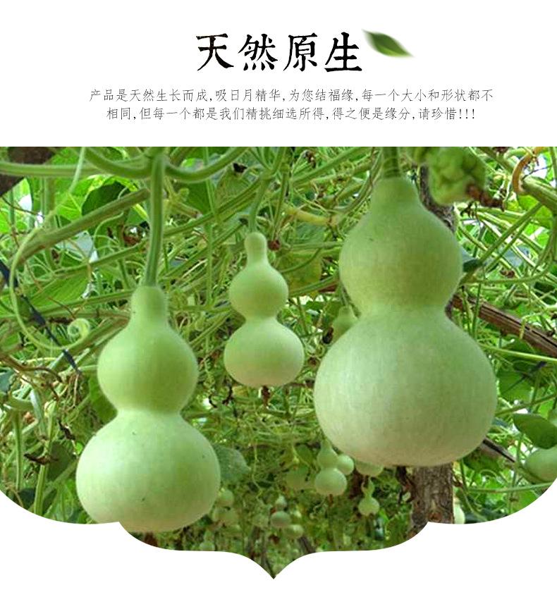 蒜头葫芦_07.png