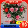 Dropshipping Plántulas de Camelia Xiangfei Plantas de Camelia en Maceta Florecen en Todas las Estaciones y Son Buenas para Alimentar Interiores Sala de Estar Balcón Exterior