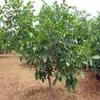 Plántulas de Nogal de Piel Fina de Una Pieza para Envío Directo, para Plantar en el Norte y el Sur, Plantas de Maceta para Patio, Plántulas de Nogal Extra Grandes de Piel Fina Injertadas
