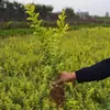 Plantas para Embellecimiento de Carreteras, Plantación de Pinos para Embellecimiento de Cementerios y Sitios de Sepultura, Plantas de Pino y Ciprés para Exteriores Resistentes al Frío