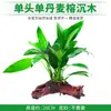 Musgo Paisagístico para Aquário Madeira Submersa Ficus da Água Planta Viva Sem Solo Preguiçosa Grama Aquática Real Ficus de Folha Grande Pastagem de Madeira Submersa Cabelo Liso