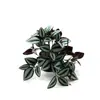 Planta Verde Artificial Hoja de Ceja Ratán Patrón Sandía Pequeña Colgante Planta Colgante de Pared Accesorios de Pared Adornos para Interiores y Exteriores Decoración