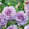 Kono Caixa de Joias/Névoa Azul Broto de Rosa de Salão Arbusto Flores de Jardim de Pátio Fragrantes Multissazonal