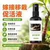 Solución activadora de injerto, agente cicatrizante para plantas, spray para injerto, agente cicatrizante especializado para superficies de corte de árboles frutales y bonsáis