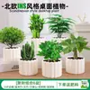 Las plantas en maceta son fáciles de cuidar en las salas de estar interiores.; plantas verdes hidropónicas, bonsáis creativos, plantas de la suerte, plantas pequeñas en maceta y árboles de la fortuna son todas excelentes opciones