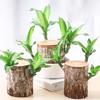 Dropshipping Madera Brasileña Hombre Árbol Groot Floración Cultura del Agua Madera de la Suerte Interior Fácil de Cultivar Florales Perezosos Mini