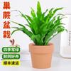 Dropshipping Helecho Nido de Ave Helecho en Maceta Follaje de Interior Planta Verde Flor Sala de Estar Oficina Escritorio de Empresa Planta Novedad