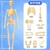 Biología de Secundaria Estructura del Cuerpo Humano Modelo de Esqueleto Órganos Disección 3D Médico Ensamblaje Desmontable Juguete para Niños