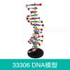Modelo de Estrutura de Dupla Hélice de DNA com Base Estrutura Molecular Biologia do Ensino Médio Demonstração Equipamento Experimental Auxílios de Ensino para Demonstração