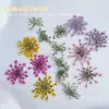Novos Acessórios para Unhas Estilo Ins Japonês Frescos e Simples Misturados com Renda Natural e Flores Secas Decorações de Unhas DIY Atacado