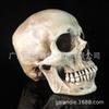 1:1 pintura de calavera de resina, arte de hueso de cabeza humana, esqueleto muscular humano, anatomía, modelo de cráneo, arte en stock