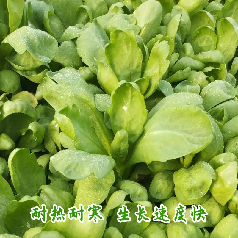 茼蒿类主图２