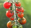 Paquete Combinado de Semillas Domésticas Universales para las Cuatro Estaciones, Paquete Pequeño, Fácil de Cultivar, Jardinería Doméstica, Fabricante de Semillas de Flores, Semillas de Flores para Balcón