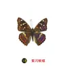 Especímenes Tridimensionales de Mariposas e Insectos Reales para la Educación Científica Infantil en Jardines de Infancia, con Alas Extendidas, Diseño de Estilo Fotográfico 1