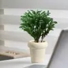 Plantas Pote Relaxantes Pinheiro Azul na Sala de Estar e Mesa de Escritório Ornamentos de Plantas Verdes para Purificar o Ar Plantas de Humor o Ano Todo