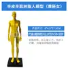Resina Artística de 30cm Modelo Humano Anatomia Musculoesquelética Modelo de Arte Pintura CG Escultura Ensinamento