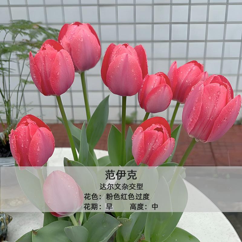 现货批发郁金香种球单瓣品种1粒装5度球室内花卉盆栽四季开花好