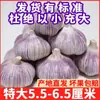 Redução de Preço para Alho Fresco com Cascas Roxas e Vermelhas, Alho Seco no Atacado, Cabeças de Alho de Jinxiangzi, Da Shandong