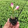 Rosa de pétalos dobles, planta del desierto, planta en maceta, planta de floración de cuatro estaciones, tolerante a la sequía, adecuada para patio, interior, balcón, bonsái, fácil de cuidar y florece