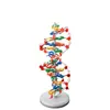 Kit de Montagem de Componentes do Modelo da Estrutura da Dupla Hélice de DNA para Alunos do Ensino Fundamental e Médio Explorarem Variação Genética Cgat Equipamento Experimental
