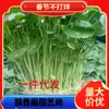 Dropshipping de Plantas de Centella Asiática Hidropónicas en Maceta para Uso Interior y Exterior, Atrayendo Riqueza, Plantas Verdes de Dólar, Plantas Verdes Grandes Absorbentes de Formaldehído