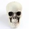 Cráneos Simulados Accesorios de Halloween Casa Embrujada Sala de Escape Decoración de Terror Broma Cosplay Adornos Venta al por Mayor desde el Fabricante