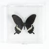 Adorno de mariposa real, alas de mariposa real, regalo de cumpleaños creativo para estudiantes, caja transparente
