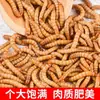 Ração para Hamster Pet com Minhocas Vivas para Escorpiões, Arowanas, Estorninhos Vivos e Comida para Estorninhos com Larvas de Tenébrio