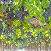 Suministro transfronterizo, mallas para pájaros en aeropuertos, siembra y cría agrícola, mallas para pájaros en estanques, mallas protectoras de monofilamento de nylon para aeropuertos