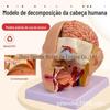Cabeça com modelo de artéria cerebral modelo de anatomia do cérebro humano cirurgia cerebral de cabeça cérebro