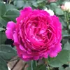 Rosa ultraminiatura, rosa de floração abundante, multiflorida, rosa tipo mini, floresce o ano todo em vasos de varanda