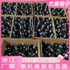Fabricante de Zhejiang Junta de Goma para Altavoz Junta de Goma Negra para Altavoz Anillo de Sellado a Prueba de Golpes para Altavoz