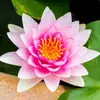 Uma geração de nenúfares plantas hidropônicas quatro estações florescendo nenúfares coloridos terrosos lótus d'água nenúfares de interior