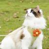 Nova Coleira de Flor para Gato Arnês para Cão Estilo Colete Suprimentos para Animais de Estimação Atacado Pet Shop Gatinho