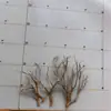 Modelos de Ramas Decorativas para Bonsái, Accesorios de Escena de Árboles Muertos, Productos Terminados, Plataformas Base y Materiales para Ensamblar Accesorios de Rodaje Cinematográfico