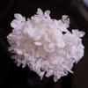 Hortensia Inmortal a Granel Hortensia Anna a Granel Pétalo Flor Seca Flor Inmortal Material Hecho a Mano Decoración Accesorios de Regalo