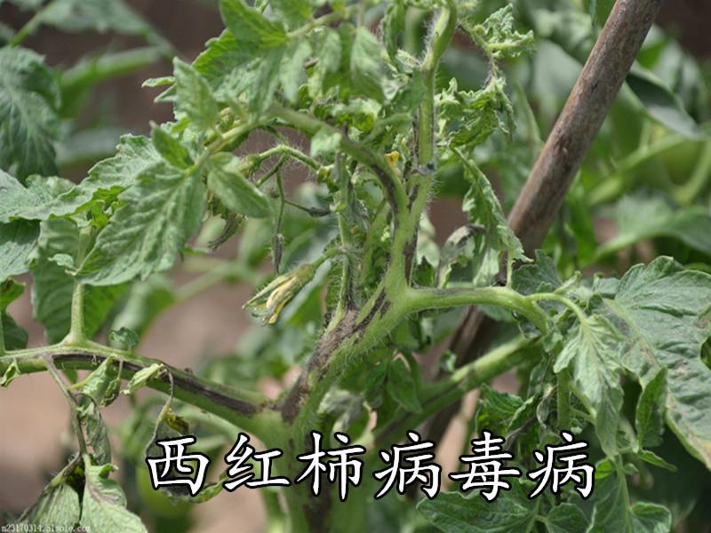 病毒病2