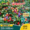 Qingfeng Mijo Colorido Semillas de Chile Picante en Escabeche Huerto de Verduras de Granja Plantación en Maceta Ornamental Comestible Fácil de Cultivar Semillas de Chile en Escabeche