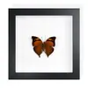 Mariposa Real, Especie Preciosa de Verano, Mariposa Rara, Mariposa Pequeña de Cinta Verde, Adorno de Escritorio, Espécimen de Regalo, Pintura Decorativa, Espécimen de Mariposa